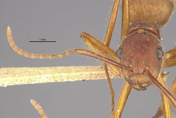 Media type: image;   Entomology 9097 Aspect: head frontal view